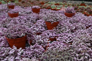Cameron Highlands Malezya 'sının Güzel Çiçek ve Çimen Yatakları