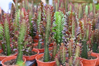 Cameron Highlands Malezya 'sının Güzel Çiçek ve Çimen Yatakları