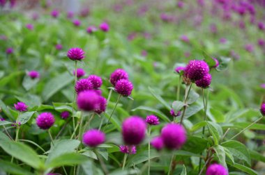 Cameron Highlands Malezya 'sının Güzel Çiçek ve Çimen Yatakları