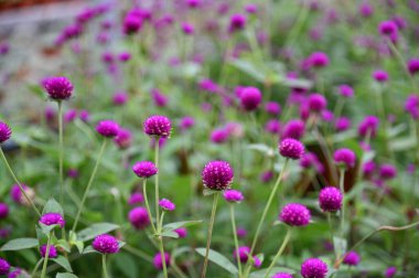 Cameron Highlands Malezya 'sının Güzel Çiçek ve Çimen Yatakları