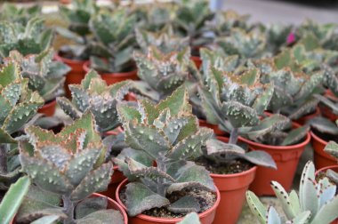 Cameron Highlands Malezya 'sının Güzel Çiçek ve Çimen Yatakları