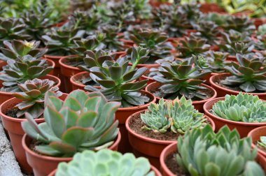 Cameron Highlands Malezya 'sının Güzel Çiçek ve Çimen Yatakları