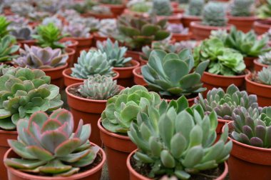 Cameron Highlands Malezya 'sının Güzel Çiçek ve Çimen Yatakları