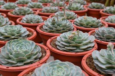 Cameron Highlands Malezya 'sının Güzel Çiçek ve Çimen Yatakları
