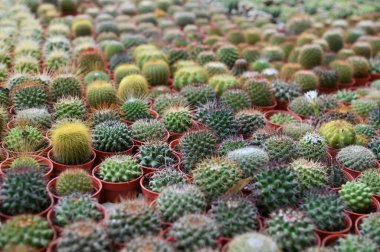 Cameron Highlands Malezya 'sının Güzel Çiçek ve Çimen Yatakları