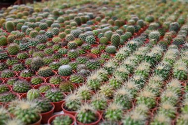 Cameron Highlands Malezya 'sının Güzel Çiçek ve Çimen Yatakları