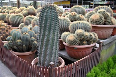 Cameron Highlands Malezya 'sının Güzel Çiçek ve Çimen Yatakları