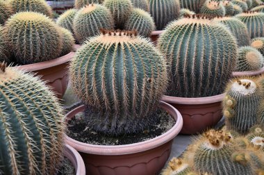 Cameron Highlands Malezya 'sının Güzel Çiçek ve Çimen Yatakları