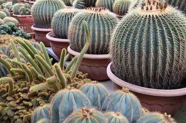Cameron Highlands Malezya 'sının Güzel Çiçek ve Çimen Yatakları