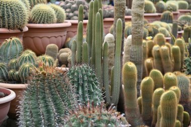 Cameron Highlands Malezya 'sının Güzel Çiçek ve Çimen Yatakları