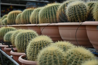 Cameron Highlands Malezya 'sının Güzel Çiçek ve Çimen Yatakları