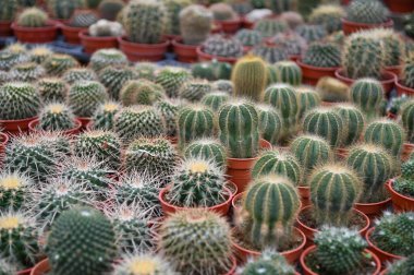 Cameron Highlands Malezya 'sının Güzel Çiçek ve Çimen Yatakları