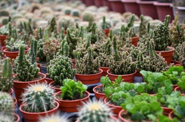 Cameron Highlands Malezya 'sının Güzel Çiçek ve Çimen Yatakları