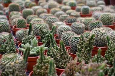 Cameron Highlands Malezya 'sının Güzel Çiçek ve Çimen Yatakları