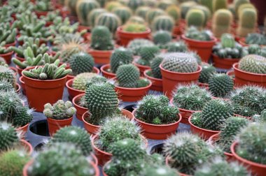 Cameron Highlands Malezya 'sının Güzel Çiçek ve Çimen Yatakları