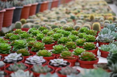 Cameron Highlands Malezya 'sının Güzel Çiçek ve Çimen Yatakları