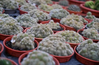 Cameron Highlands Malezya 'sının Güzel Çiçek ve Çimen Yatakları