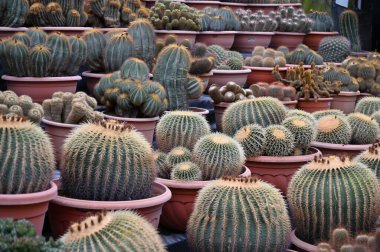 Cameron Highlands Malezya 'sının Güzel Çiçek ve Çimen Yatakları