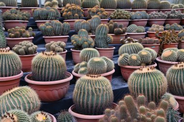 Cameron Highlands Malezya 'sının Güzel Çiçek ve Çimen Yatakları
