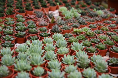 Cameron Highlands Malezya 'sının Güzel Çiçek ve Çimen Yatakları