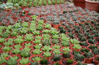 Cameron Highlands Malezya 'sının Güzel Çiçek ve Çimen Yatakları