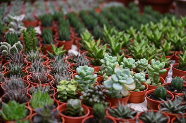 Cameron Highlands Malezya 'sının Güzel Çiçek ve Çimen Yatakları