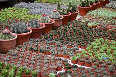 Cameron Highlands Malezya 'sının Güzel Çiçek ve Çimen Yatakları