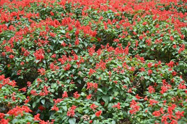Cameron Highlands Malezya 'sının Güzel Çiçek ve Çimen Yatakları