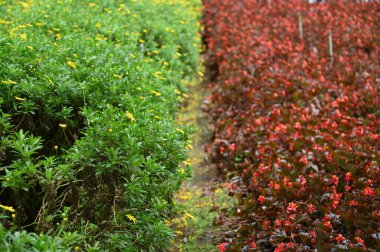 Cameron Highlands Malezya 'sının Güzel Çiçek ve Çimen Yatakları