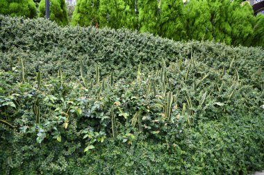 Cameron Highlands Malezya 'sının Güzel Çiçek ve Çimen Yatakları