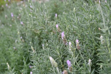 Cameron Highlands Malezya 'sının Güzel Çiçek ve Çimen Yatakları