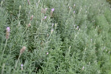 Cameron Highlands Malezya 'sının Güzel Çiçek ve Çimen Yatakları