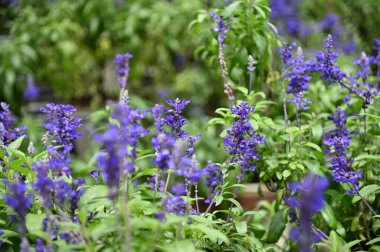 Cameron Highlands Malezya 'sının Güzel Çiçek ve Çimen Yatakları