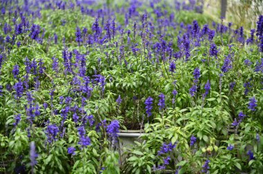 Cameron Highlands Malezya 'sının Güzel Çiçek ve Çimen Yatakları