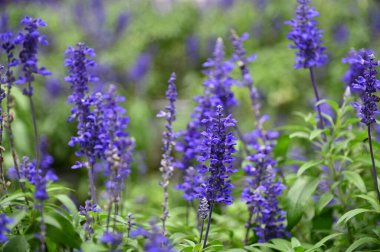Cameron Highlands Malezya 'sının Güzel Çiçek ve Çimen Yatakları