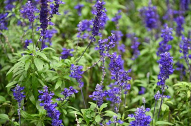 Cameron Highlands Malezya 'sının Güzel Çiçek ve Çimen Yatakları