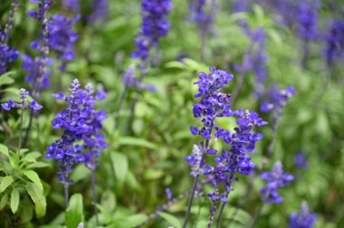 Cameron Highlands Malezya 'sının Güzel Çiçek ve Çimen Yatakları