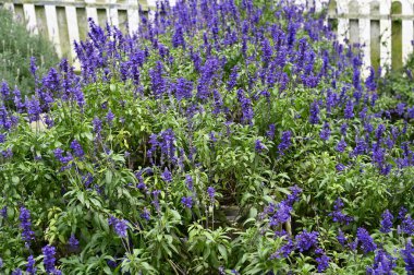 Cameron Highlands Malezya 'sının Güzel Çiçek ve Çimen Yatakları