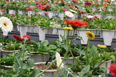 Cameron Highlands Malezya 'sının Güzel Çiçek ve Çimen Yatakları
