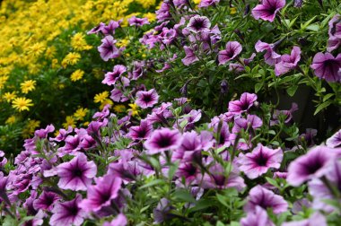 Cameron Highlands Malezya 'sının Güzel Çiçek ve Çimen Yatakları