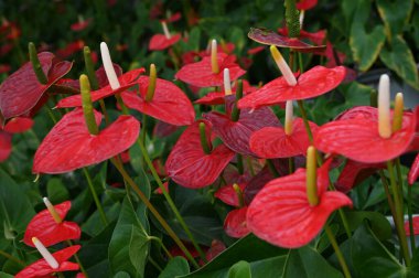Cameron Highlands Malezya 'sının Güzel Çiçek ve Çimen Yatakları