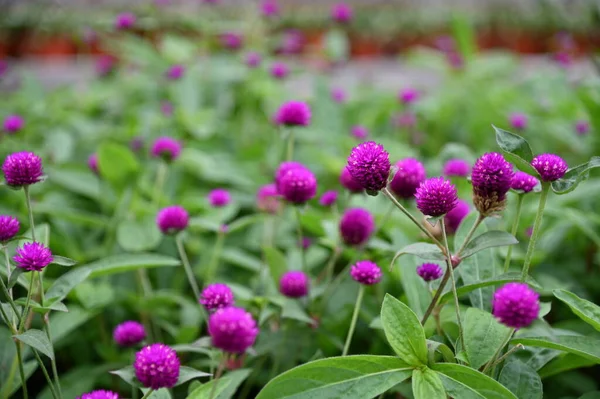 Cameron Highlands Malezya Sının Güzel Çiçek Çimen Yatakları — Stok fotoğraf