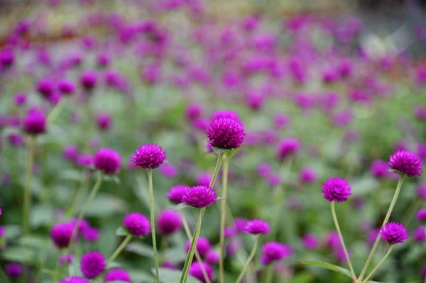 Die Schönen Blumen Und Grasbeete Der Cameron Highlands Malaysia — Stockfoto