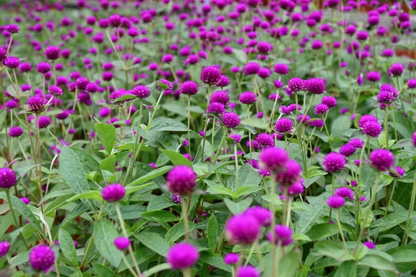 キャメロンハイランドの美しい花と草のベッド マレーシア — ストック写真