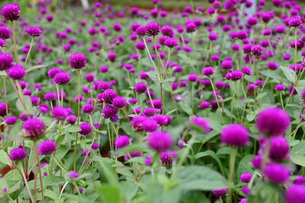 Prachtige Bloemen Grasbedden Van Cameron Highlands Maleisië — Stockfoto