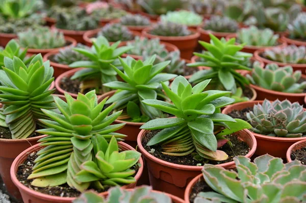 Bellissimi Fiori Letti Erba Cameron Highlands Malesia — Foto Stock