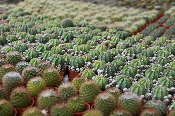 Beautiful Flowers Grass Beds Cameron Highlands Malaysia — Stock Photo, Image