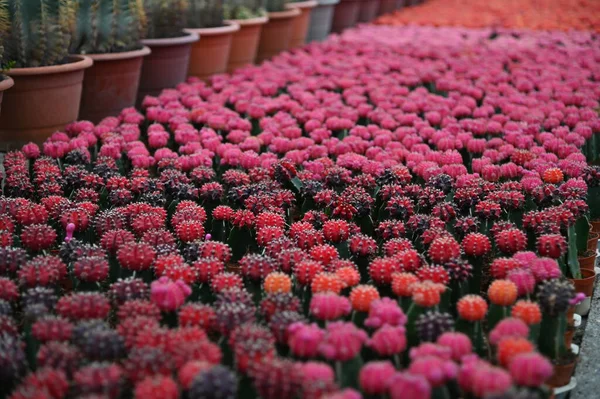 Cameron Highlands Malezya Sının Güzel Çiçek Çimen Yatakları — Stok fotoğraf