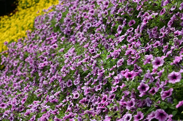 Las Hermosas Flores Camas Hierba Cameron Highlands Malasia — Foto de Stock