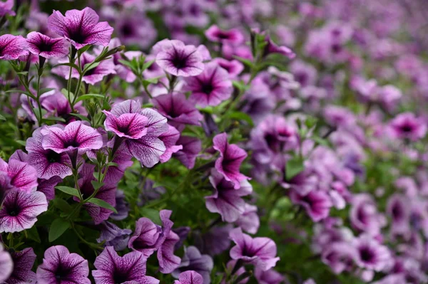 Krásné Květiny Travnatá Lůžka Cameron Highlands Malajsie — Stock fotografie